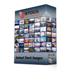 Stock Image Firesale - Animals
